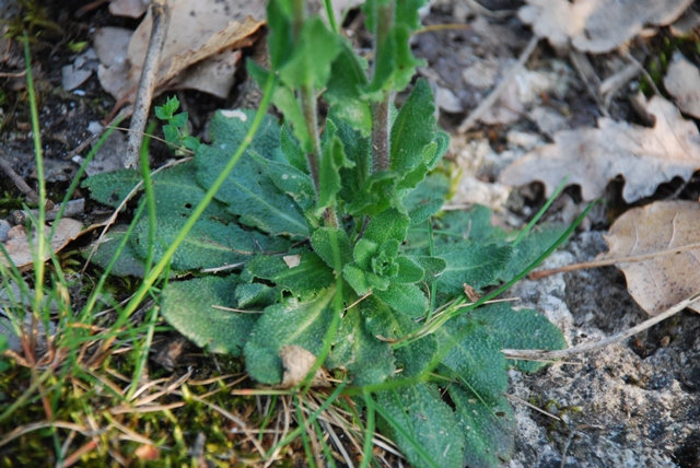 Sconosciuta - Arabis cfr.hirsuta